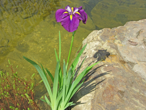 Schwertlilie Japanische Sumpfiris - Iris ensata (kaempferi)